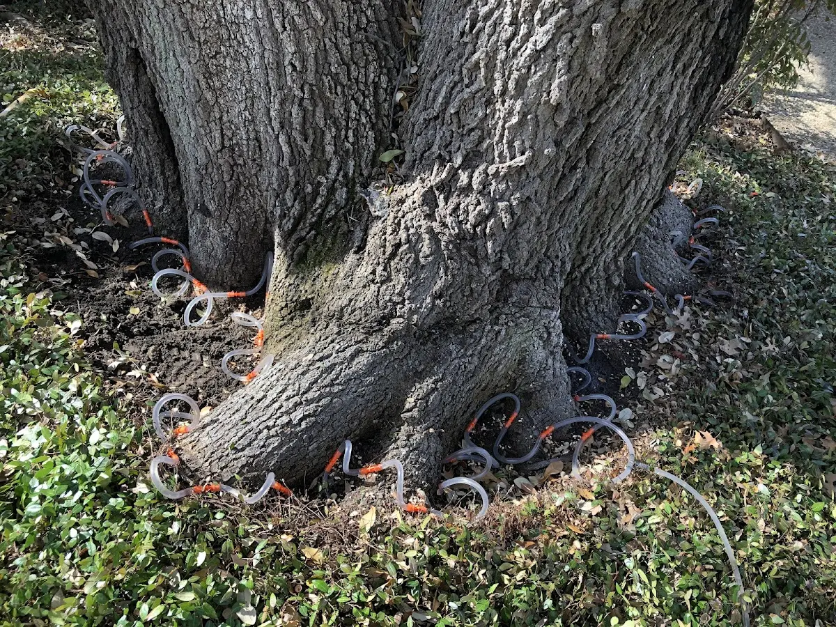 Detailed Tree Cabling and Bracing job site in Centenary