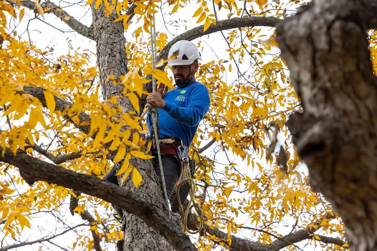 Skilled Tree Planing crew working in Centenary